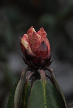 Rhododendron budding on a lonely mountain slope